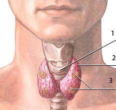 Заболевания щитовидной железы: симптомы и лечение